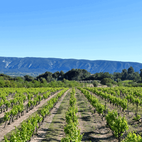 9010-normal-687f870523c720.85853068