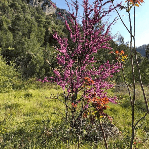 9009-normal-687f870523d869.01571872