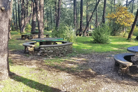 La forêt des cèdres